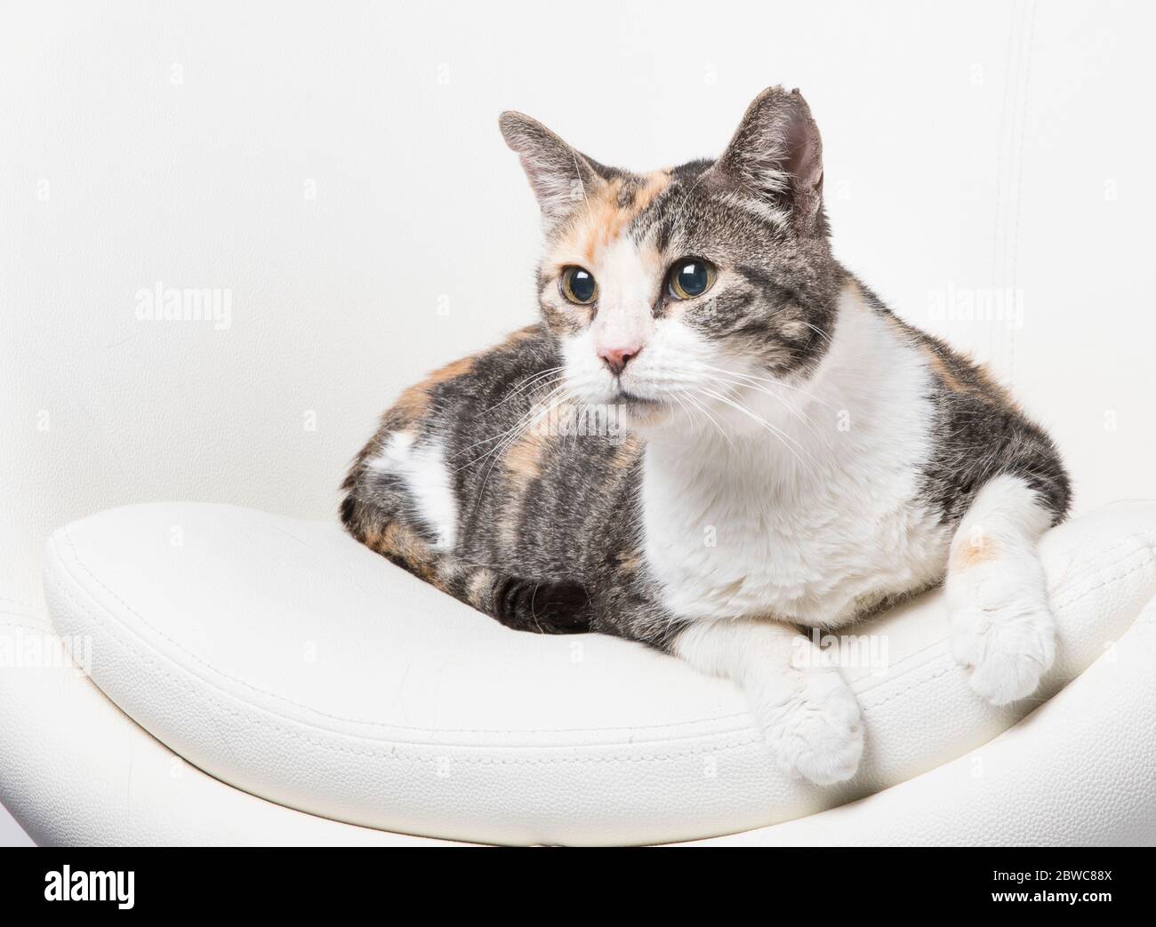 tabby orange et blanc en studio lumineux dans une chaise contemporaine blanche Banque D'Images