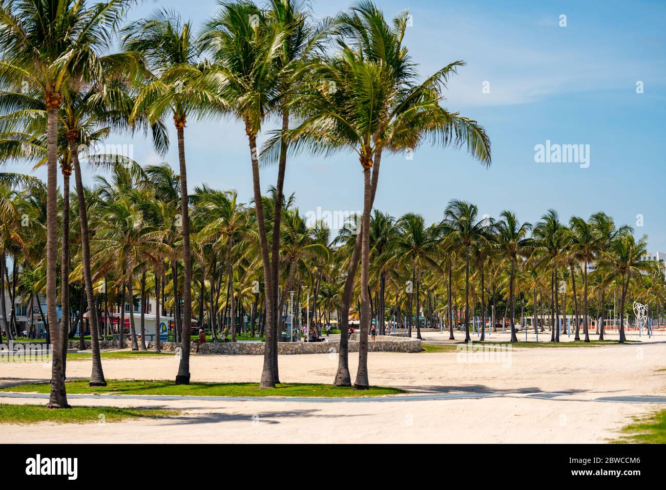 Lummus Park palmiers de Miami Beach Banque D'Images
