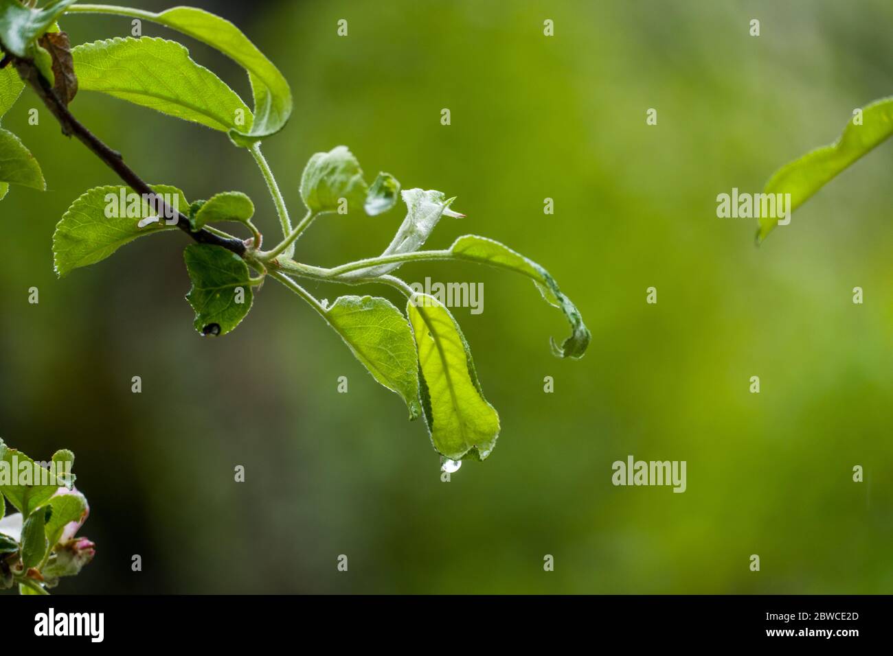 Gouttes de pluie sur un pommier à feuilles au printemps 2020 Banque D'Images