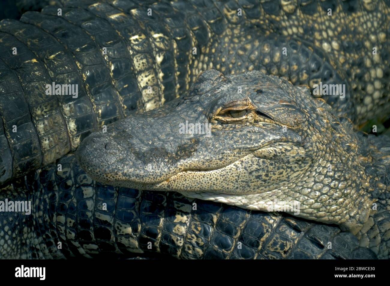 Les alligators cultivent beaucoup d'aligators en colère Banque D'Images Les alligators cultivent beaucoup d'aligators en colère Banque D'Images
