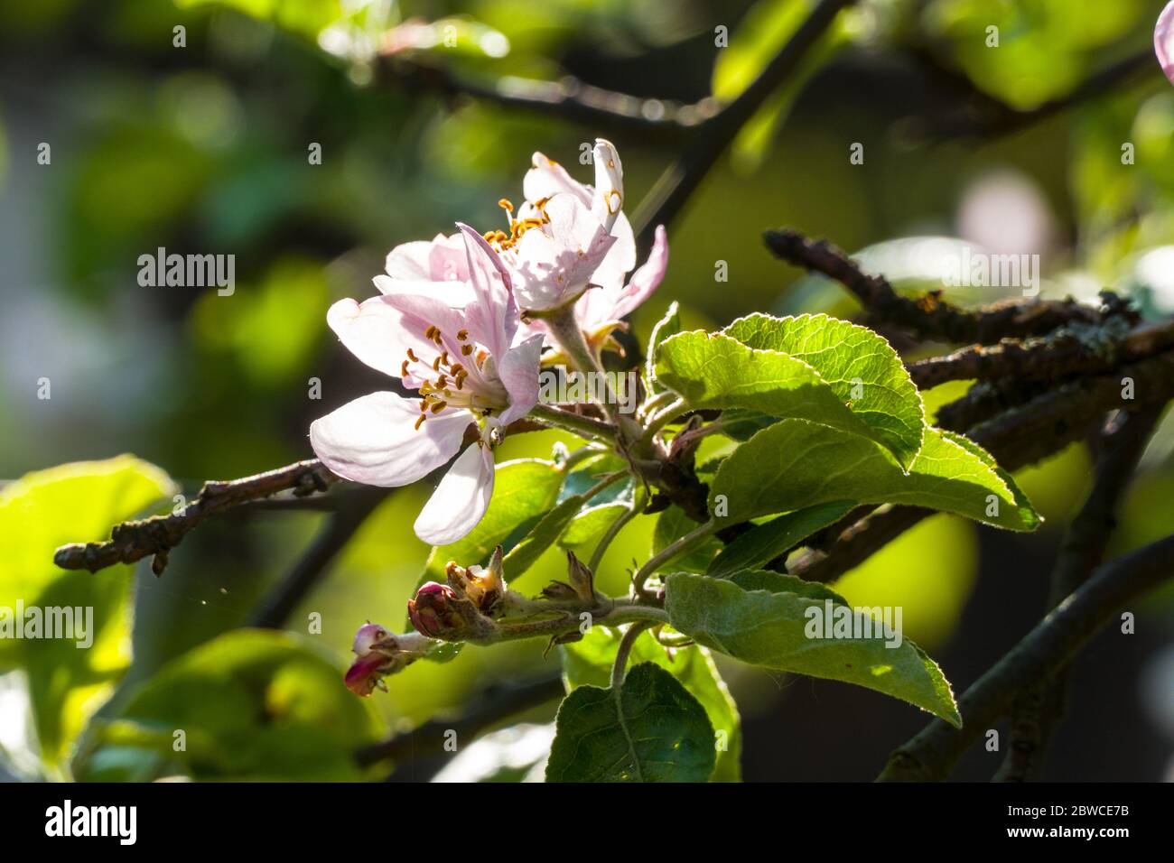 Fleurs de pommiers au printemps dans des arbres par temps clair 2020 Banque D'Images