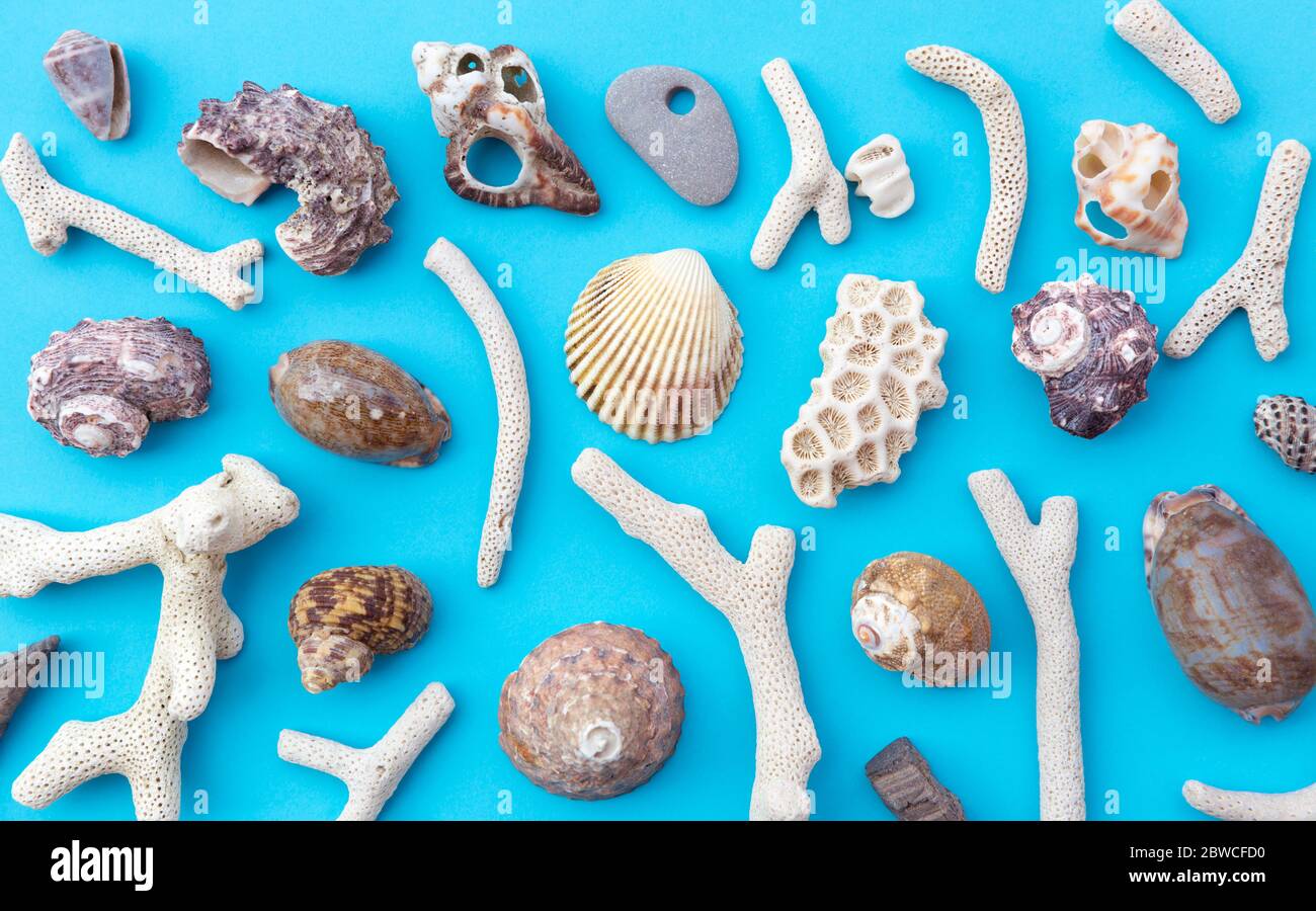 Détail des coquillages placés sur un fond bleu. Vue de dessus. Concept de plage et de vacances d'été. Banque D'Images