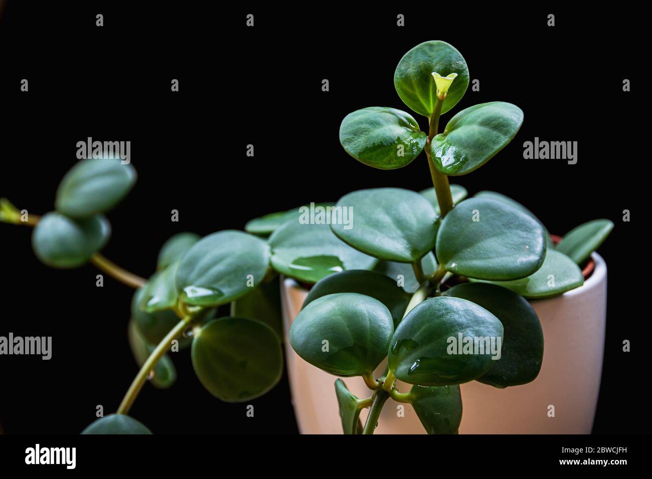 Peperomia tetraphylla 'Hope', maison de fuite sur fond noir. Gros plan sur la nouvelle croissance d'une plante de maison exotique en jardinière blanche. Banque D'Images