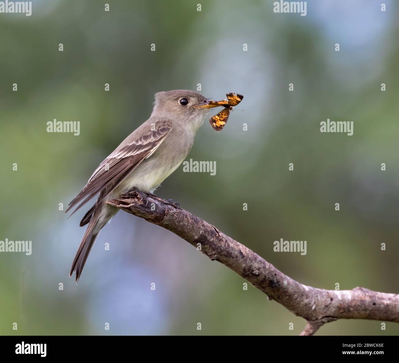 Pewee de l'est (Contopus virens) avec proies d'insectes durant la migration, Galveston, Texas, États-Unis. Banque D'Images