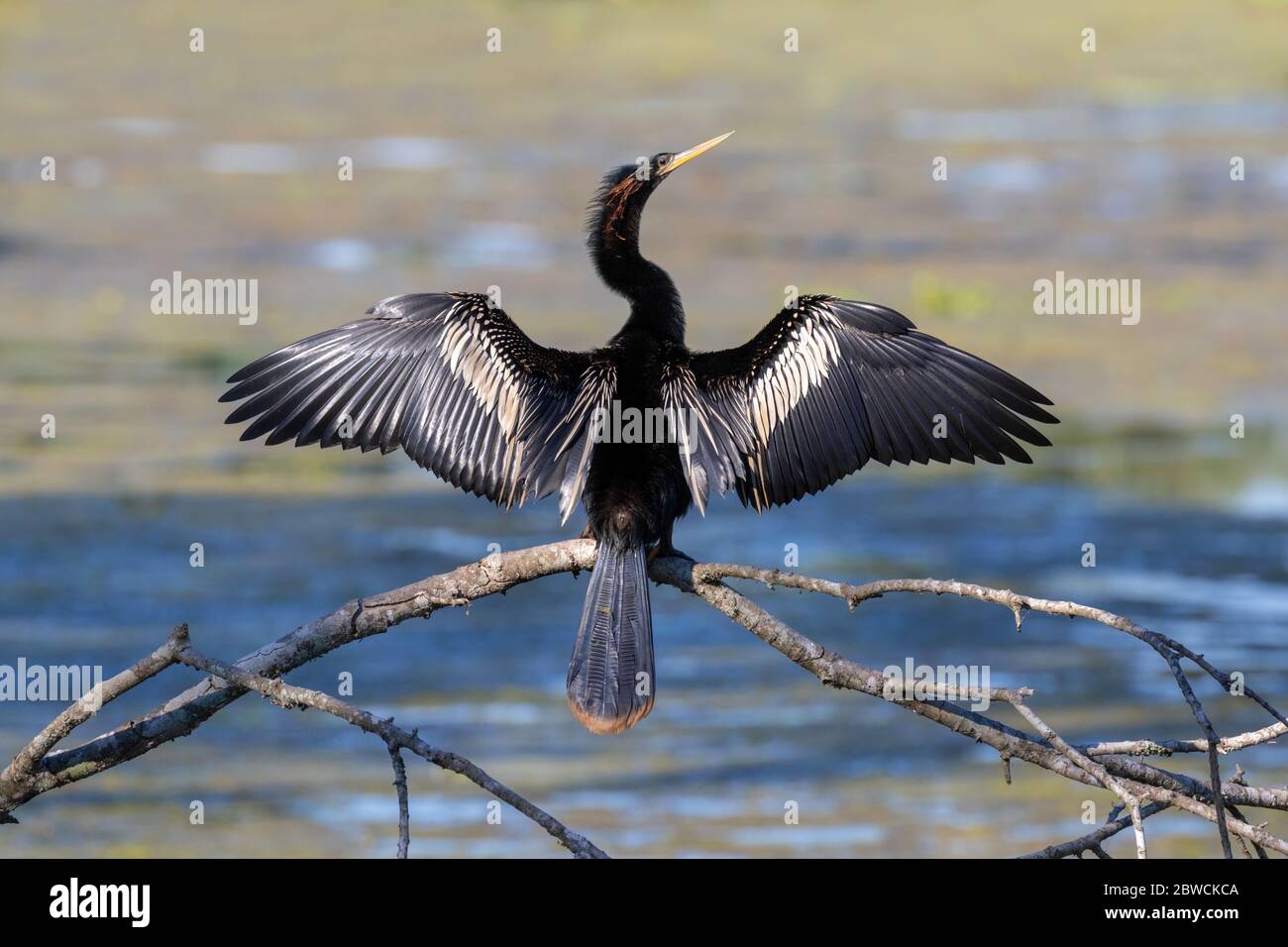Anhinga (Anhinga anhinga) mâle dessèchant des plumes dans un marais, parc régional de Brazos Bend, Needville, Texas, États-Unis. Banque D'Images