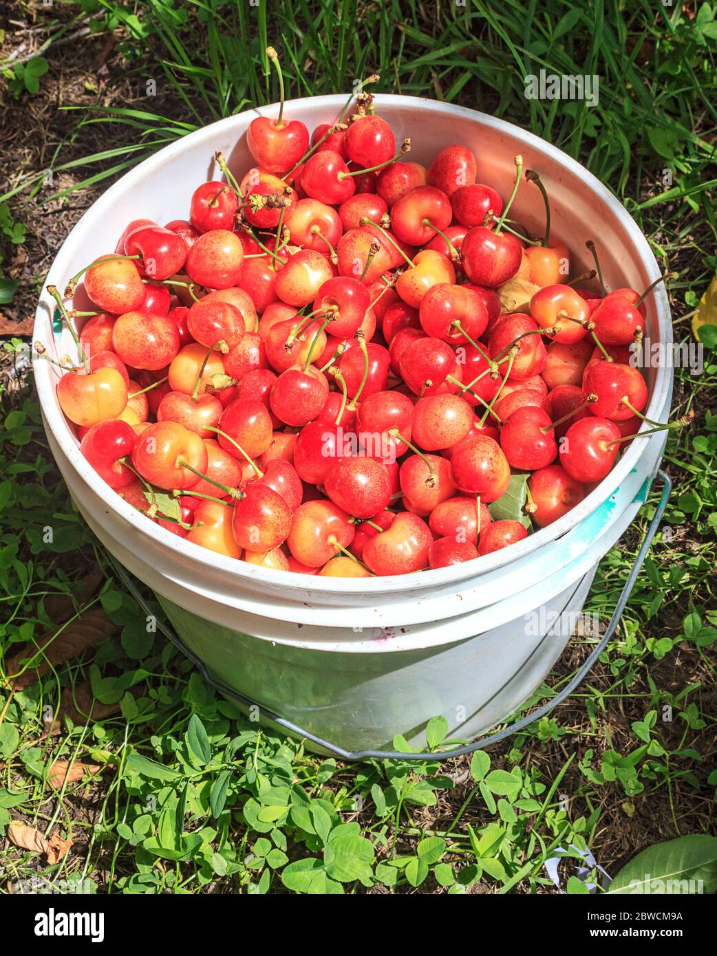 Cerises de rubis Orondo fraîchement cueillies dans un seau à G&C Farms, à l'extérieur de Wenatchee, WA, États-Unis. Les cerises de rubis Orondo sont une toute nouvelle variété de cerises qui combine les meilleures qualités des Rainiers et des Bings. Ils sont très doux mais avec assez de saveur de tarte pour rendre le goût plus complexe. Banque D'Images