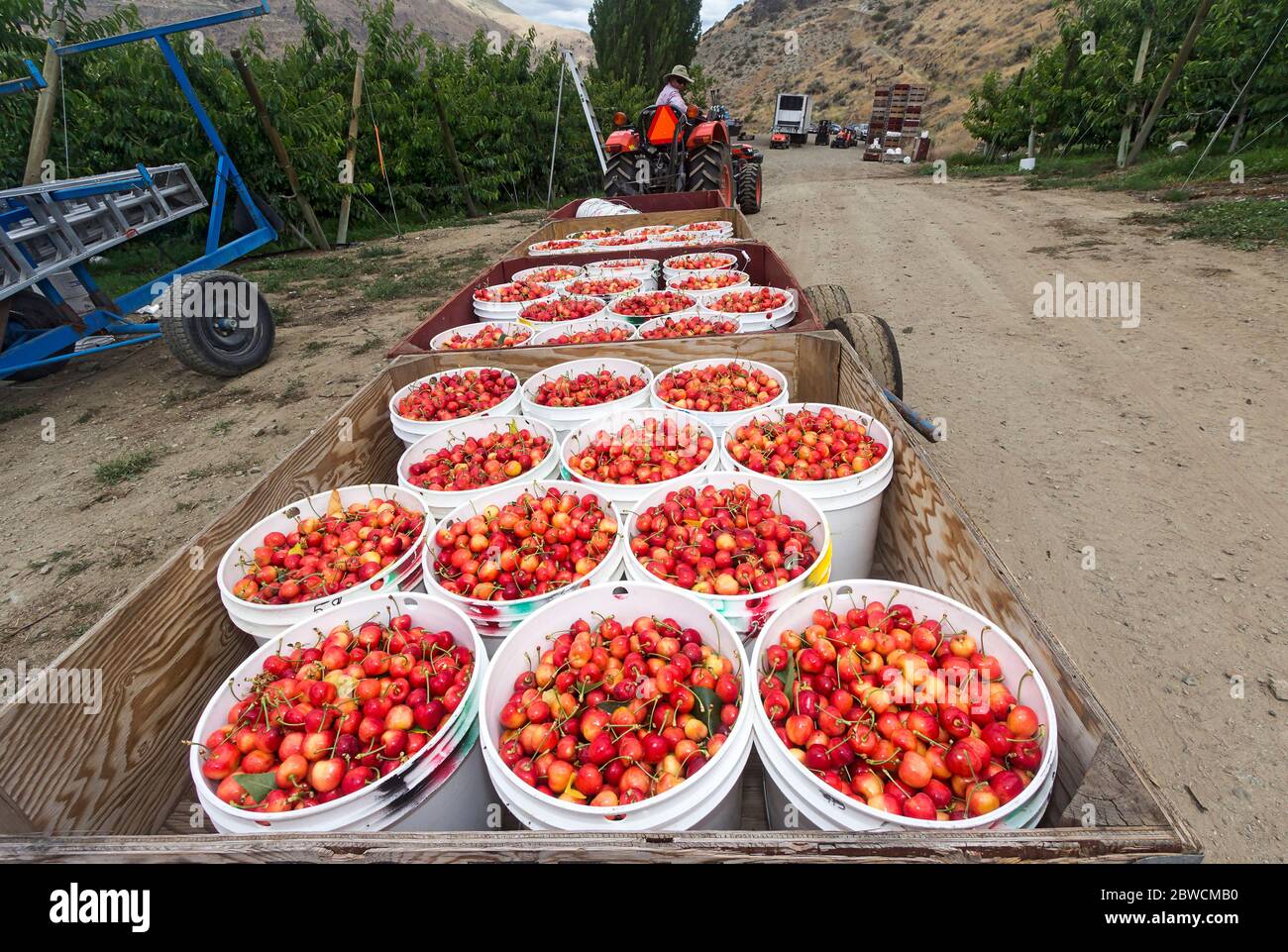 Cerises de rubis Orondo fraîchement cueillies dans des seaux à G&C Farms, à l'extérieur de Wenatchee, WA, États-Unis. Les cerises de rubis Orondo sont une toute nouvelle variété de cerises qui combine les meilleures qualités des Rainiers et des Bings. Ils sont très doux mais avec assez de saveur de tarte pour rendre le goût plus complexe. Banque D'Images