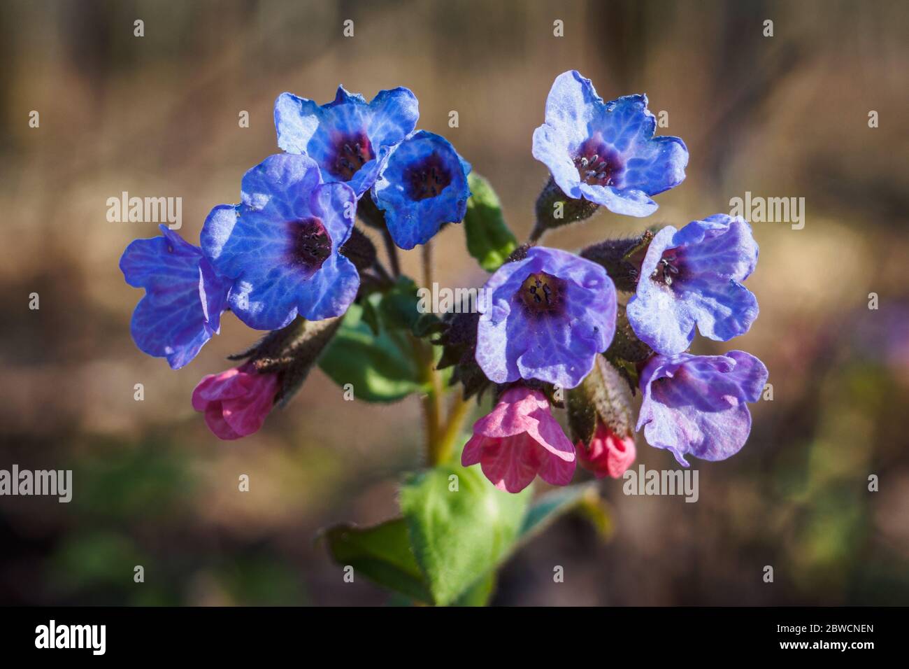 Gros plan des fleurs en fleurs Pulmonaria mollis dans le soleil du printemps, foyer sélectif Banque D'Images Gros plan des fleurs en fleurs Pulmonaria mollis dans le soleil du printemps, foyer sélectif Banque D'Images