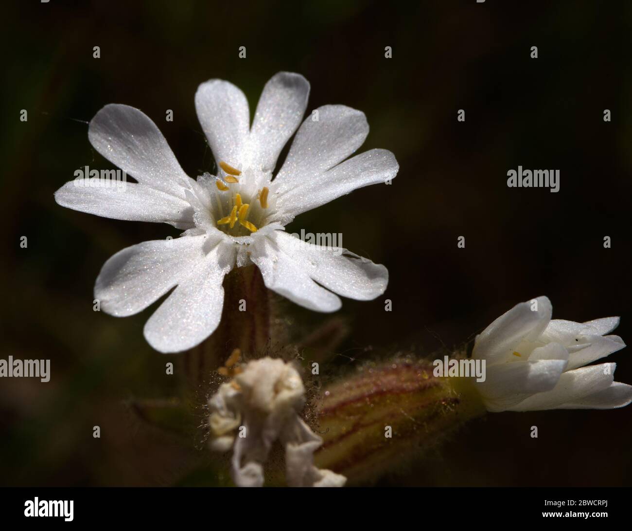 fleur blanche de campion aussi connu comme des mouches de chat Banque D'Images