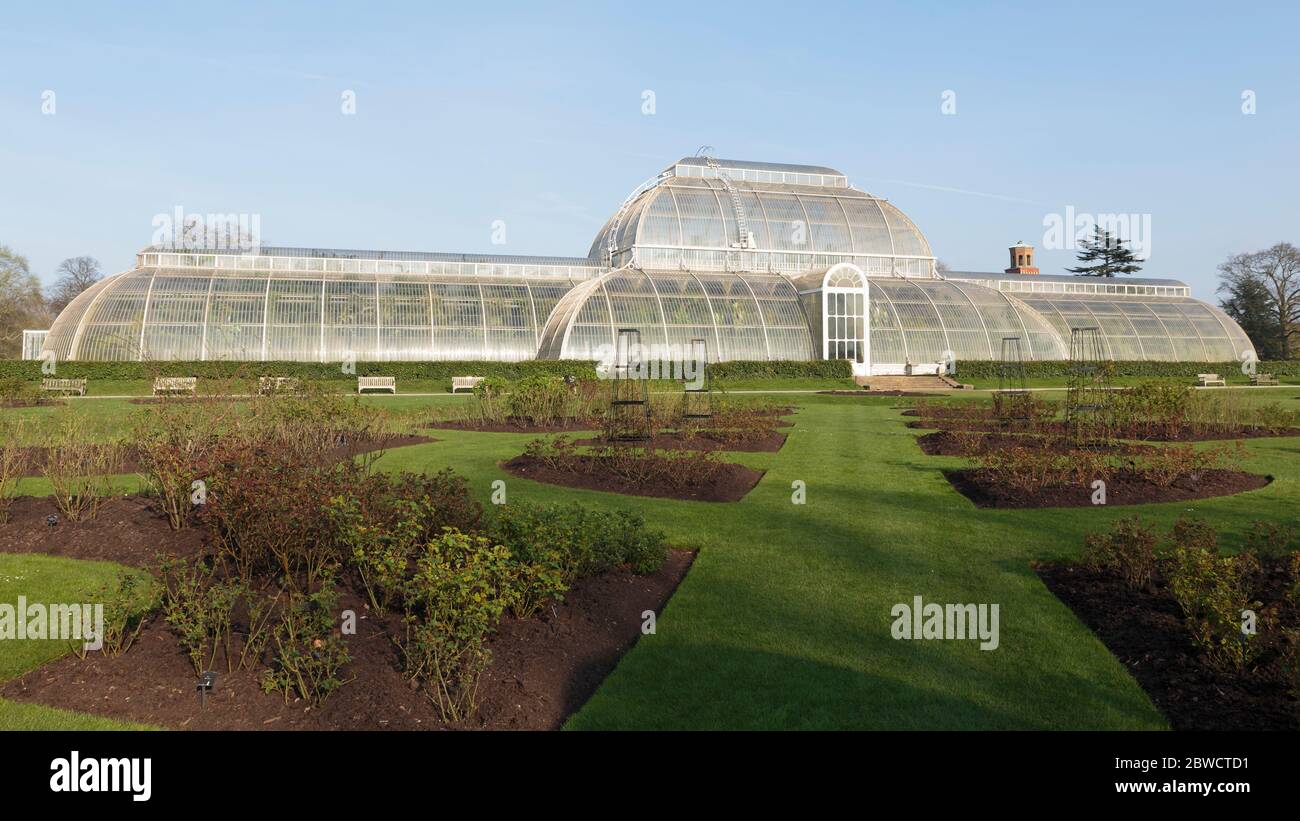 Le jardin de roses de Palm House au printemps avec le Palm House en arrière-plan, Kew Gardens, Londres, Angleterre Banque D'Images