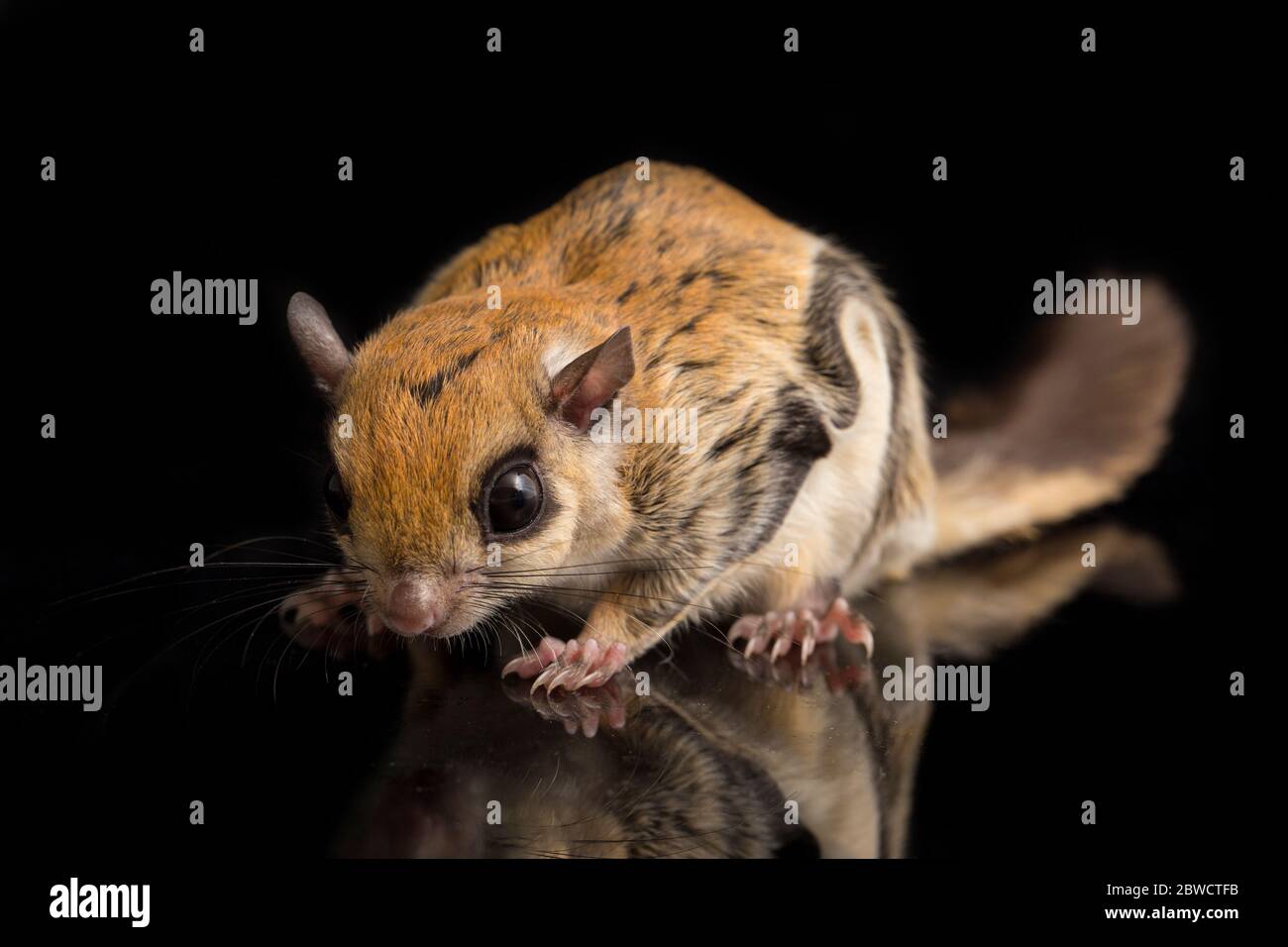 Ecureuil Volant Noir Banque D Image Et Photos Alamy