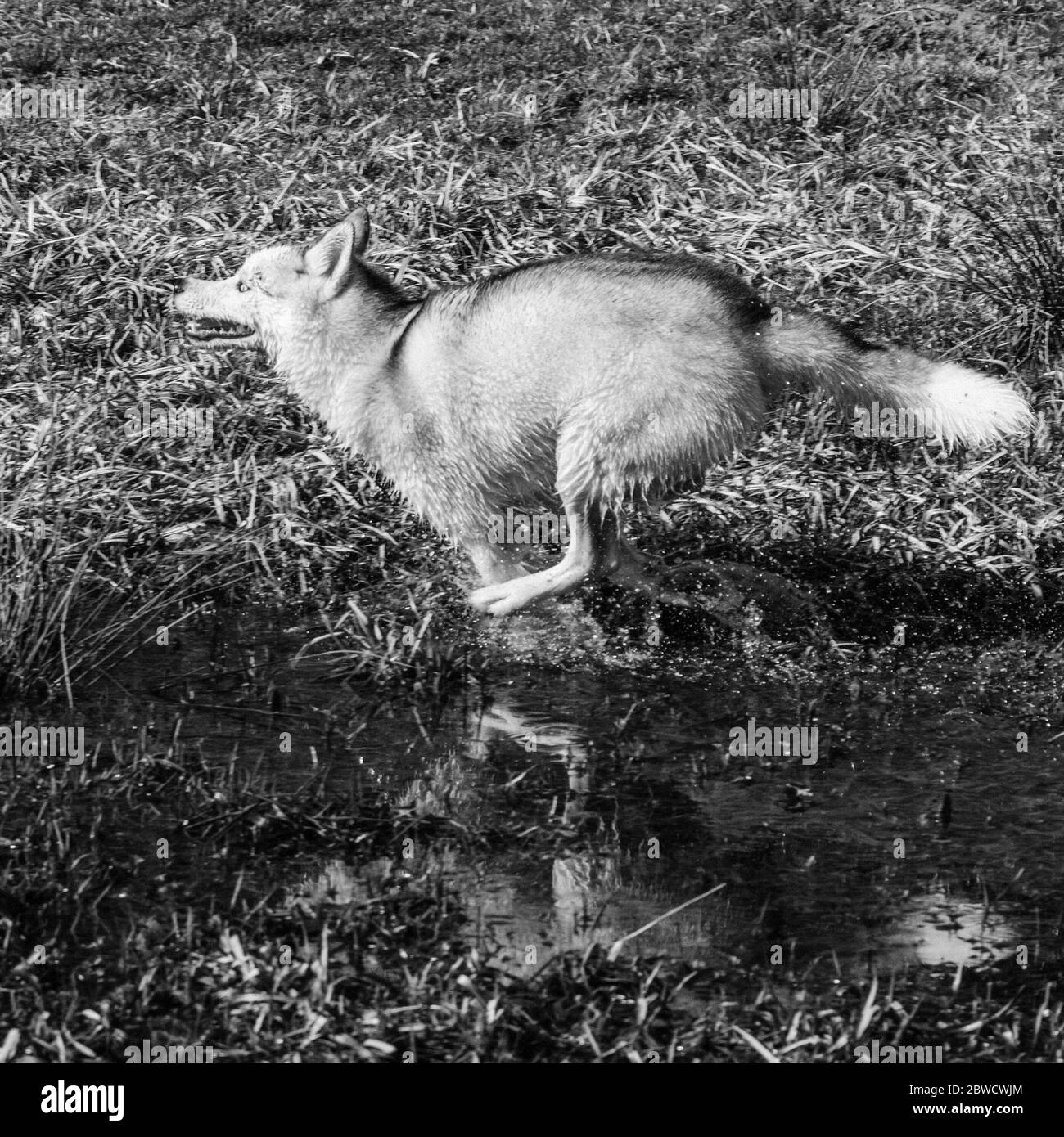 Le jeune loup blanc attrape sa proie en faisant courir un plan d'eau marécageux. Vue latérale d'un chien Husky de Sibérie blanc 2021. Pho noir et blanc Banque D'Images