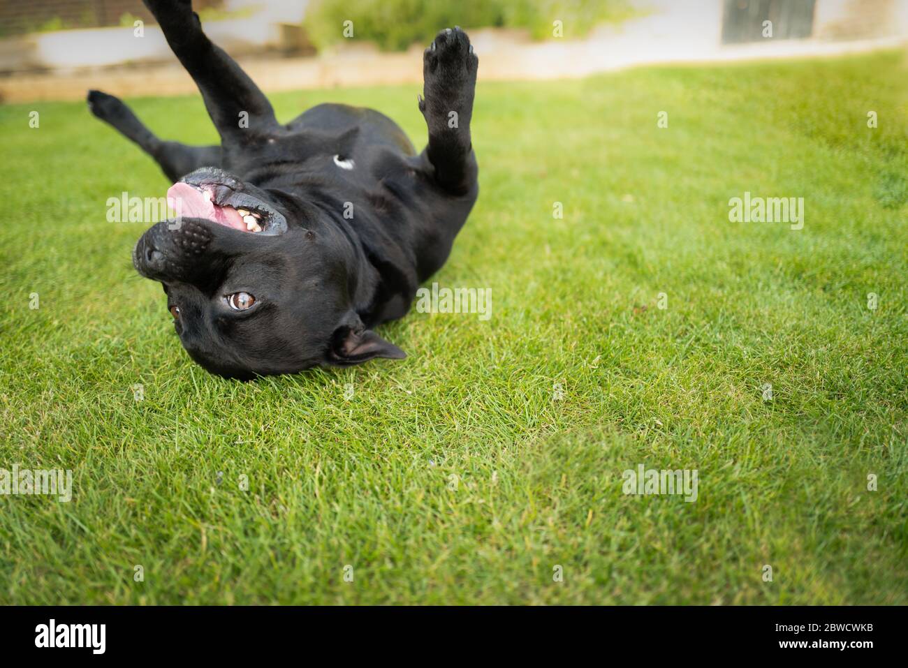 Un chien de Bull Terrier du staffordshire allongé sur son dos sur l'herbe avec ses pieds dans l'air. Il est heureux et regarde la caméra Banque D'Images