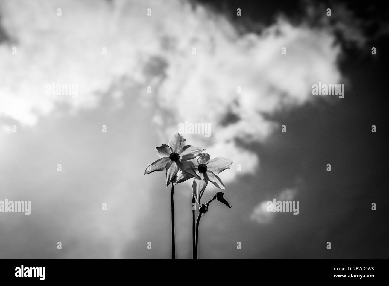 La florescence des narcisses sur les alpes italiennes Banque D'Images