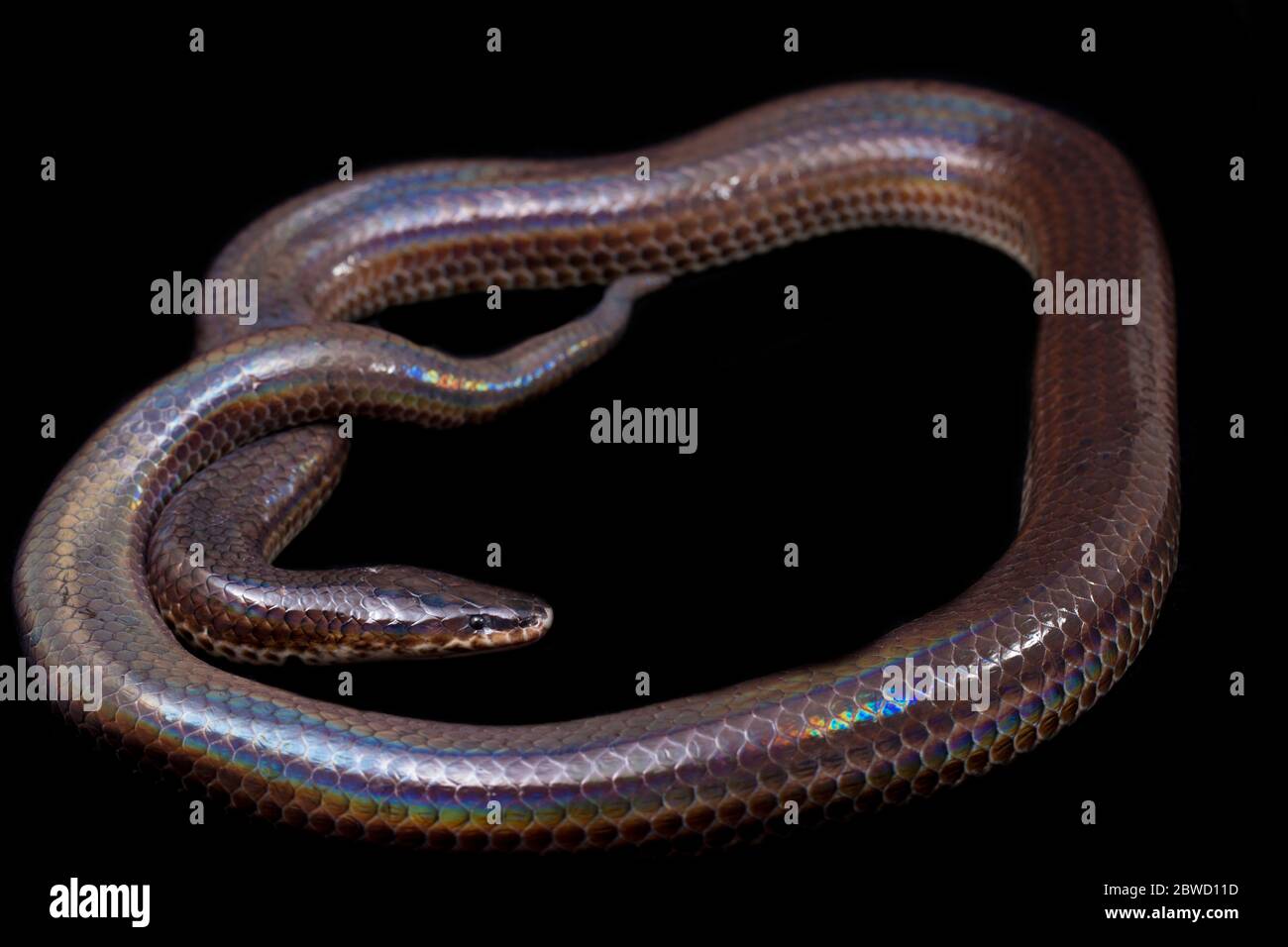 Xenopeltis unicolor. Noms communs: le serpent sunbeam est un non-venimeux isolé sur fond noir Banque D'Images