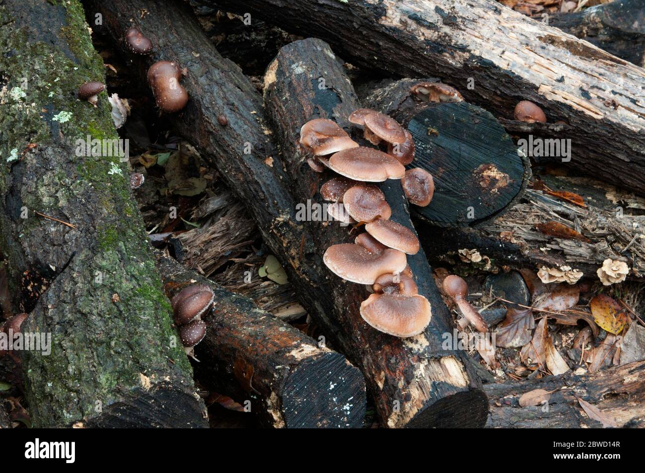 Culture de champignons Shitake en rondins dans le jardin de la maison Banque D'Images