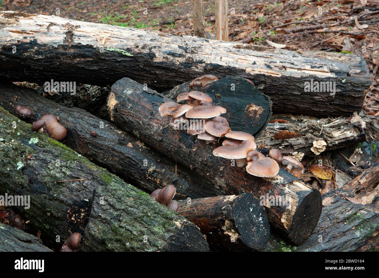 Culture de champignons Shitake en rondins dans le jardin de la maison Banque D'Images