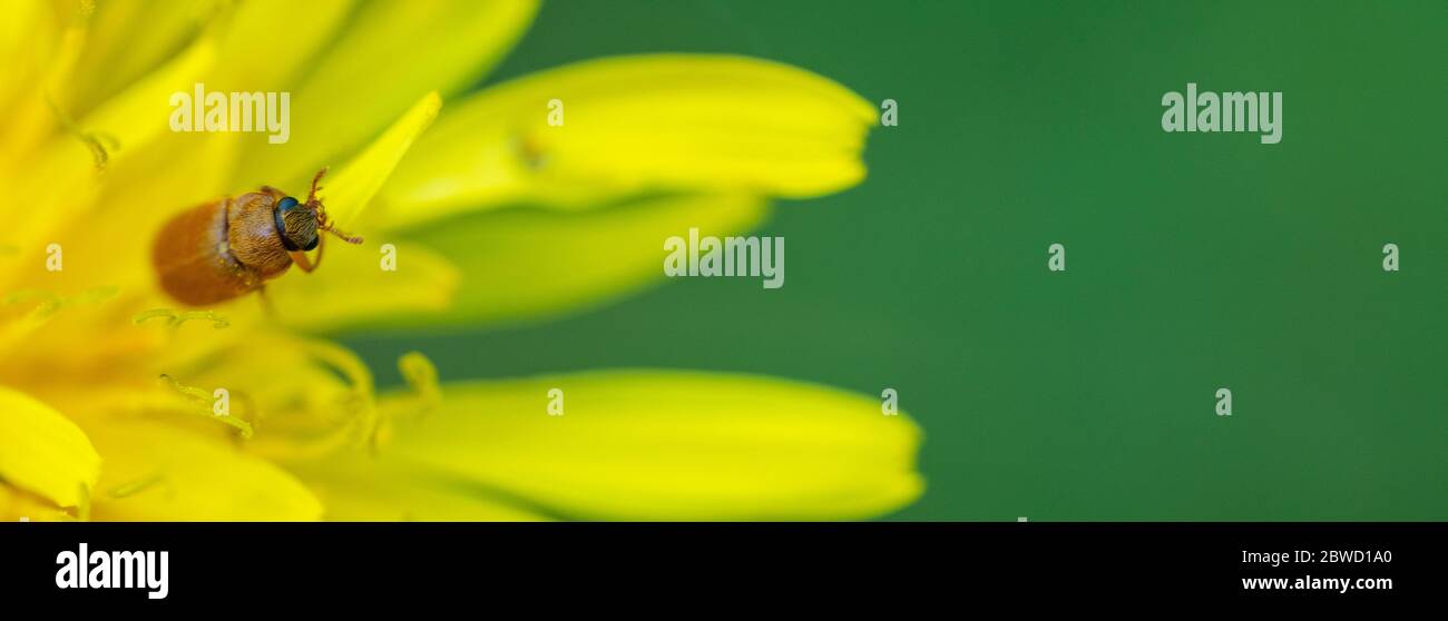 Gros plan d'un insecte sur la fleur de pissenlit Banque D'Images Gros plan d'un insecte sur la fleur de pissenlit Banque D'Images