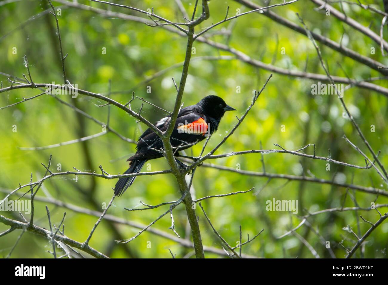Le blackbird ailé à ailes rouges Agelaius phoeniceus est un oiseau de passereau de la famille Icteridae Maryland Poolesville McKee Beshers Wildlife Management Area Banque D'Images