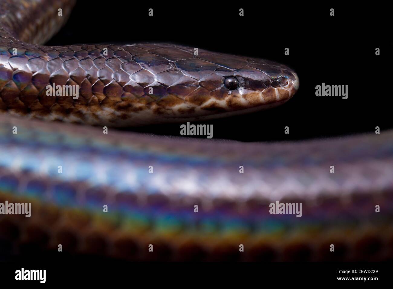 Xenopeltis unicolor. Noms communs: le serpent sunbeam est un non-venimeux isolé sur fond noir Banque D'Images