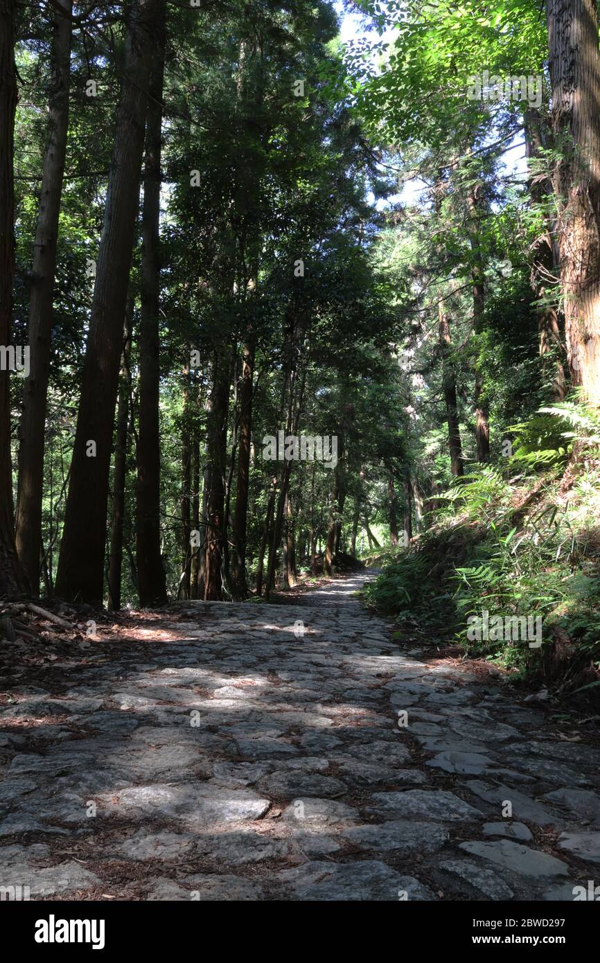 Ancien chemin dans la forêt japonaise (Yamanobe no michi, la plus ...