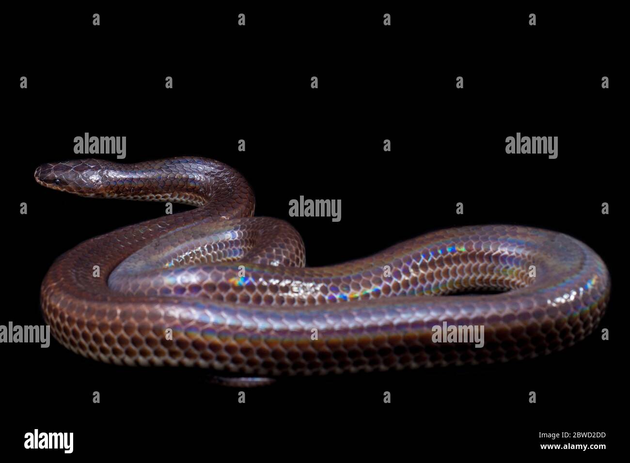 Xenopeltis unicolor. Noms communs: le serpent sunbeam est un non-venimeux isolé sur fond noir Banque D'Images