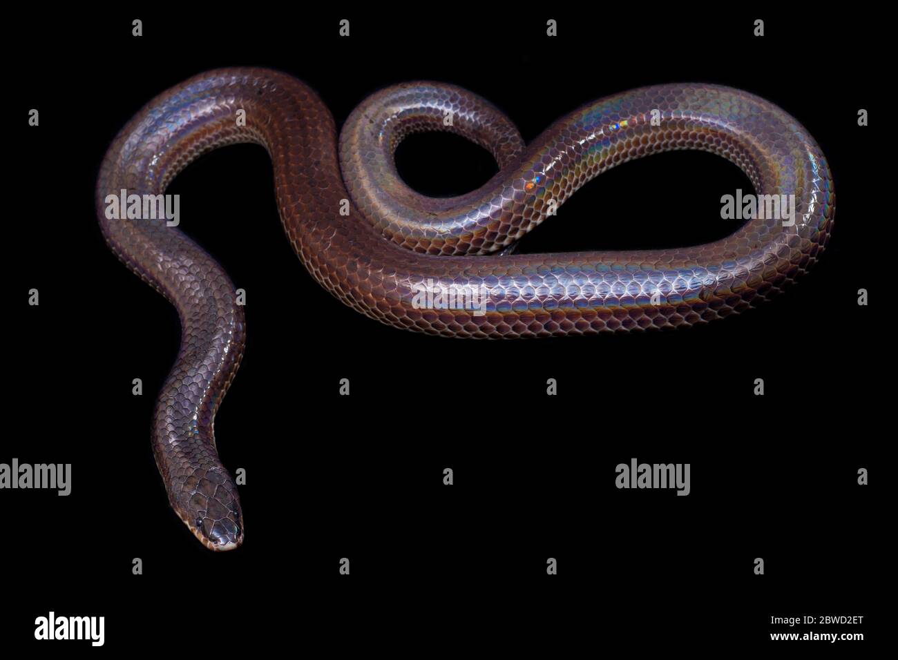 Xenopeltis unicolor. Noms communs: le serpent sunbeam est un non-venimeux isolé sur fond noir Banque D'Images