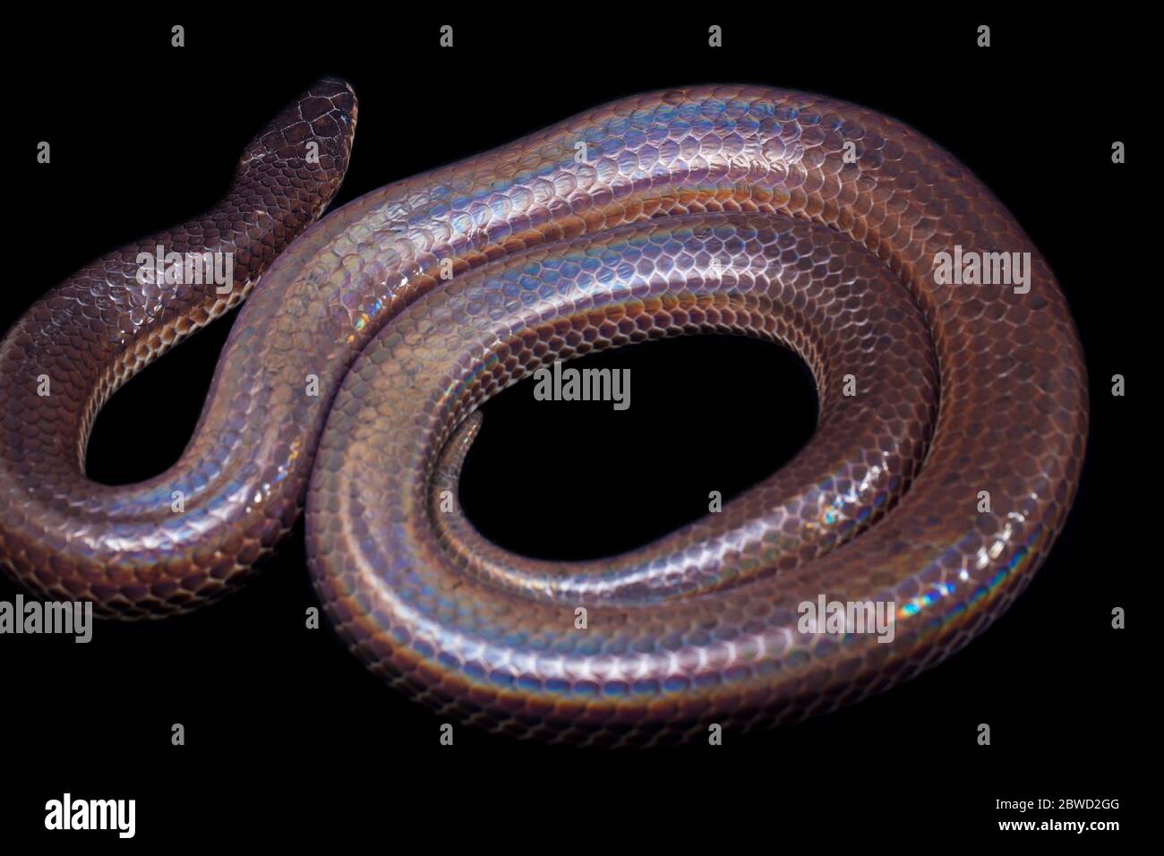 Xenopeltis unicolor. Noms communs: le serpent sunbeam est un non-venimeux isolé sur fond noir Banque D'Images