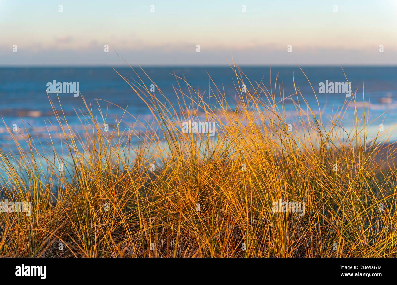 Gros plan de l'herbe de dune au coucher du soleil dans les dunes de sable d'Ostende (Ostende en anglais) par la mer du Nord, Flandre Occidentale, Belgique. Banque D'Images