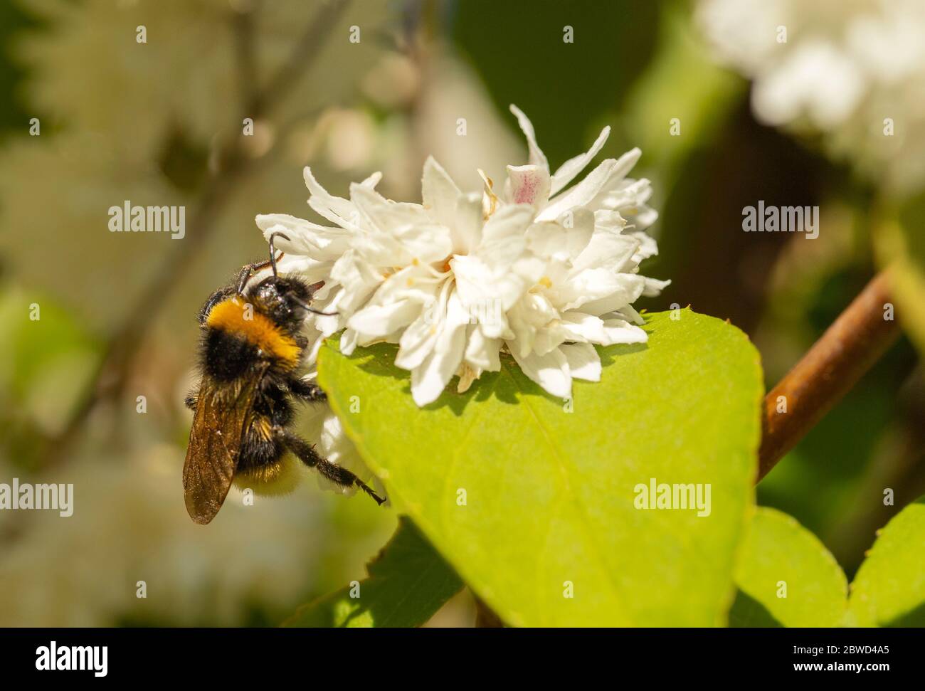 Bumble Bee, abeille Bumble à queue blanche, prenant le pollen d'une fleur blanche Banque D'Images