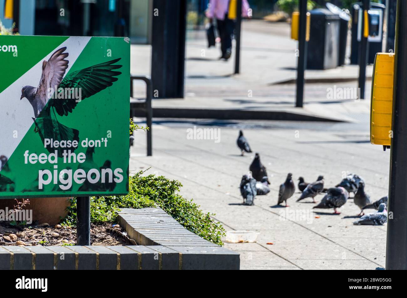 N'introduisez pas de pigeons dans le tableau des pigeons en arrière-plan pour manger des aliments depuis le sol Banque D'Images