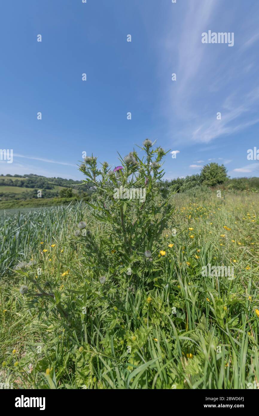 Feuilles, boutons de fleurs et fleur de Thistle de taureau / Thistle de lance - Cirsium vulgare dans un champ ensoleillé au Royaume-Uni. Métaphore possible de la douleur / douloureuse / aiguë. Banque D'Images