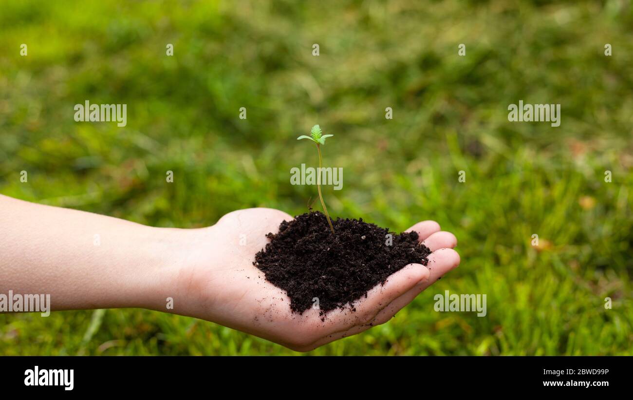main tient une jeune plante de marijuana médicale dans la paume sur un fond d'herbe verte de près, germe de cannabis. Banque D'Images