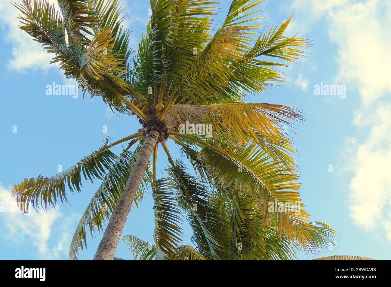 Vue sur le bas des palmiers à noix de coco. Scène tropicale. Banque D'Images