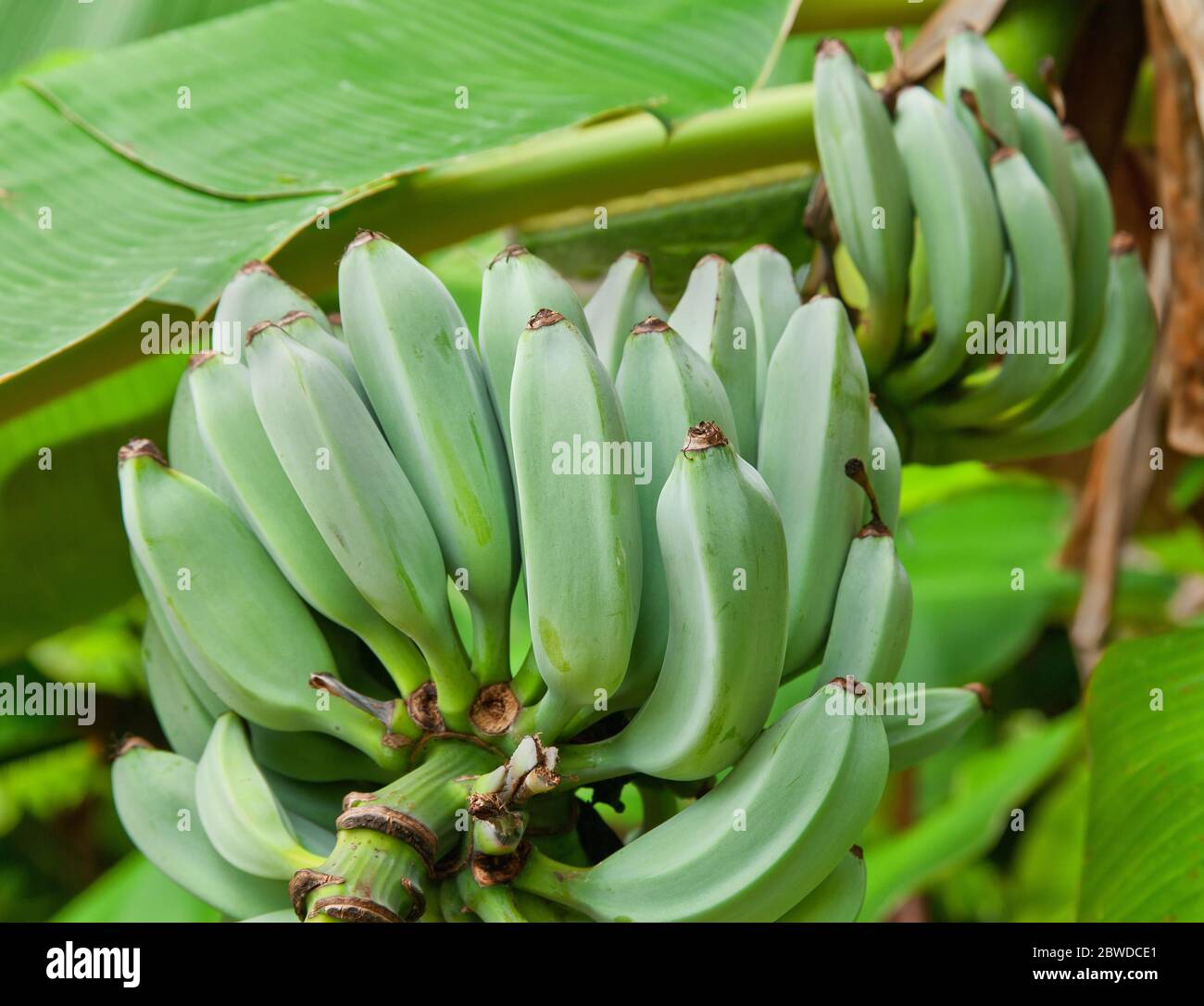 Bananes 'Blue Java', également connue sous le nom de 'Ice Cream Banana Tree', mûrissante sur la plante, (Musa) f.Musaceae. Banque D'Images