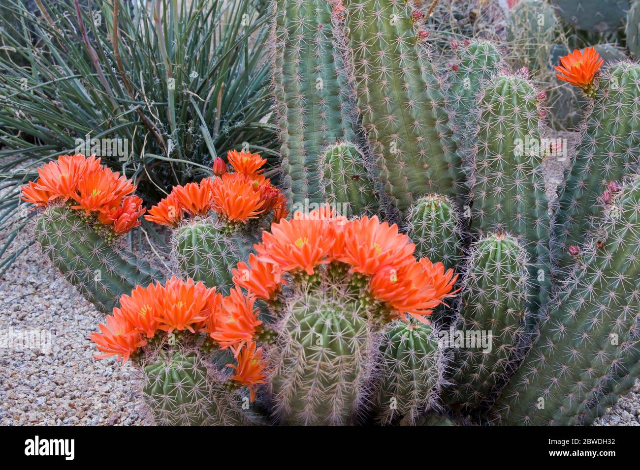 Claret Cup Cactus, Jardin botanique du Désert, Phoenix, Arizona, USA Banque D'Images