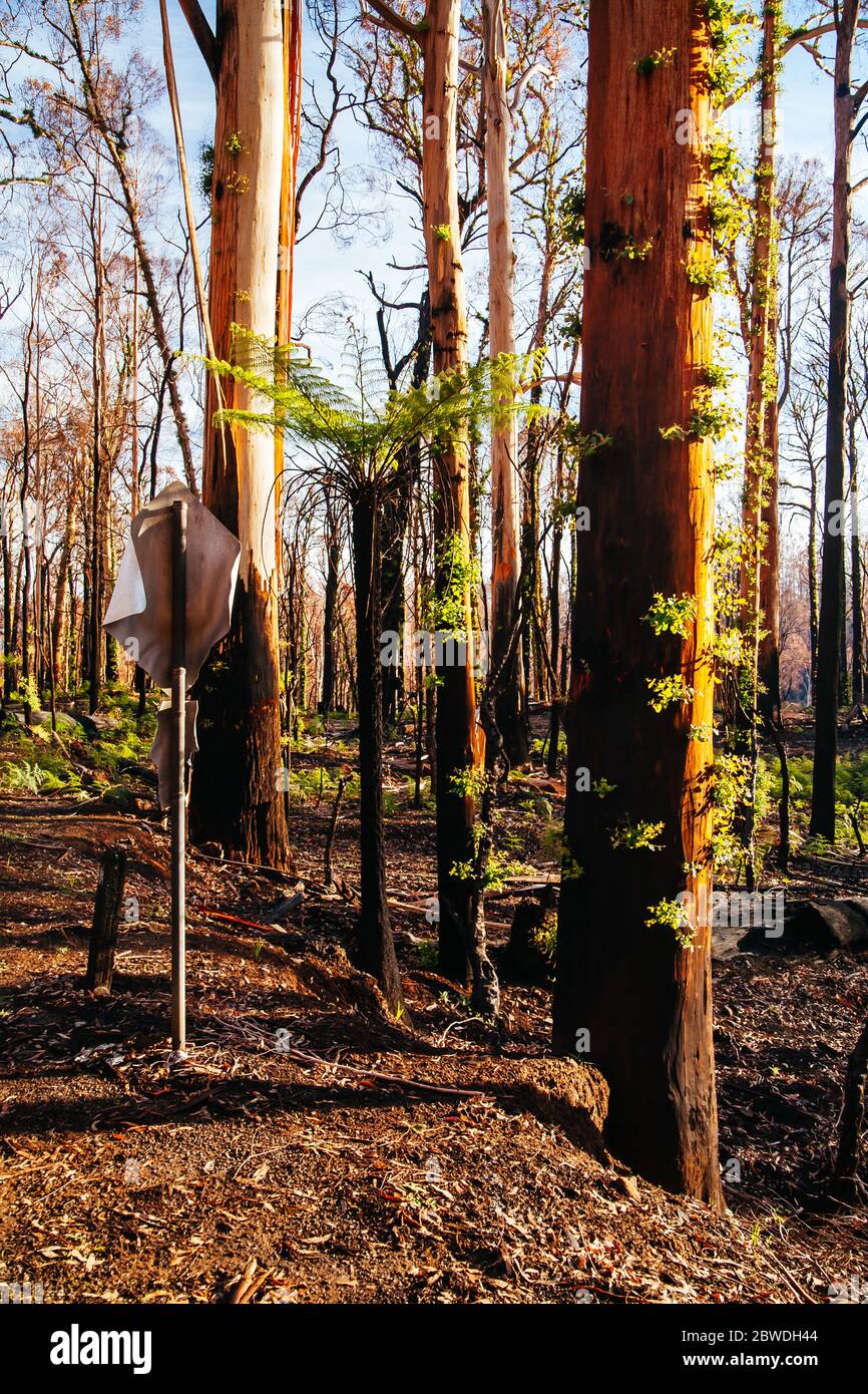 Lake Mountain après les feux du samedi noir en Australie Banque D'Images