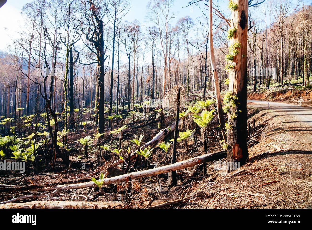 Lake Mountain après les feux du samedi noir en Australie Banque D'Images