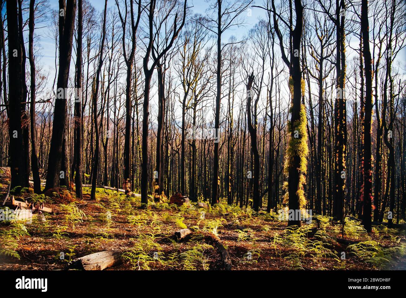 Lake Mountain après les feux du samedi noir en Australie Banque D'Images