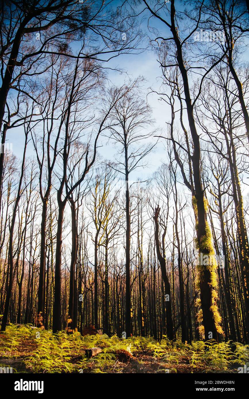 Lake Mountain après les feux du samedi noir en Australie Banque D'Images