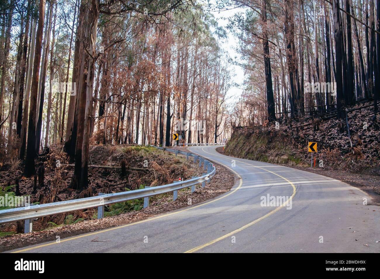 L'épi noir après les feux du samedi noir en Australie Banque D'Images