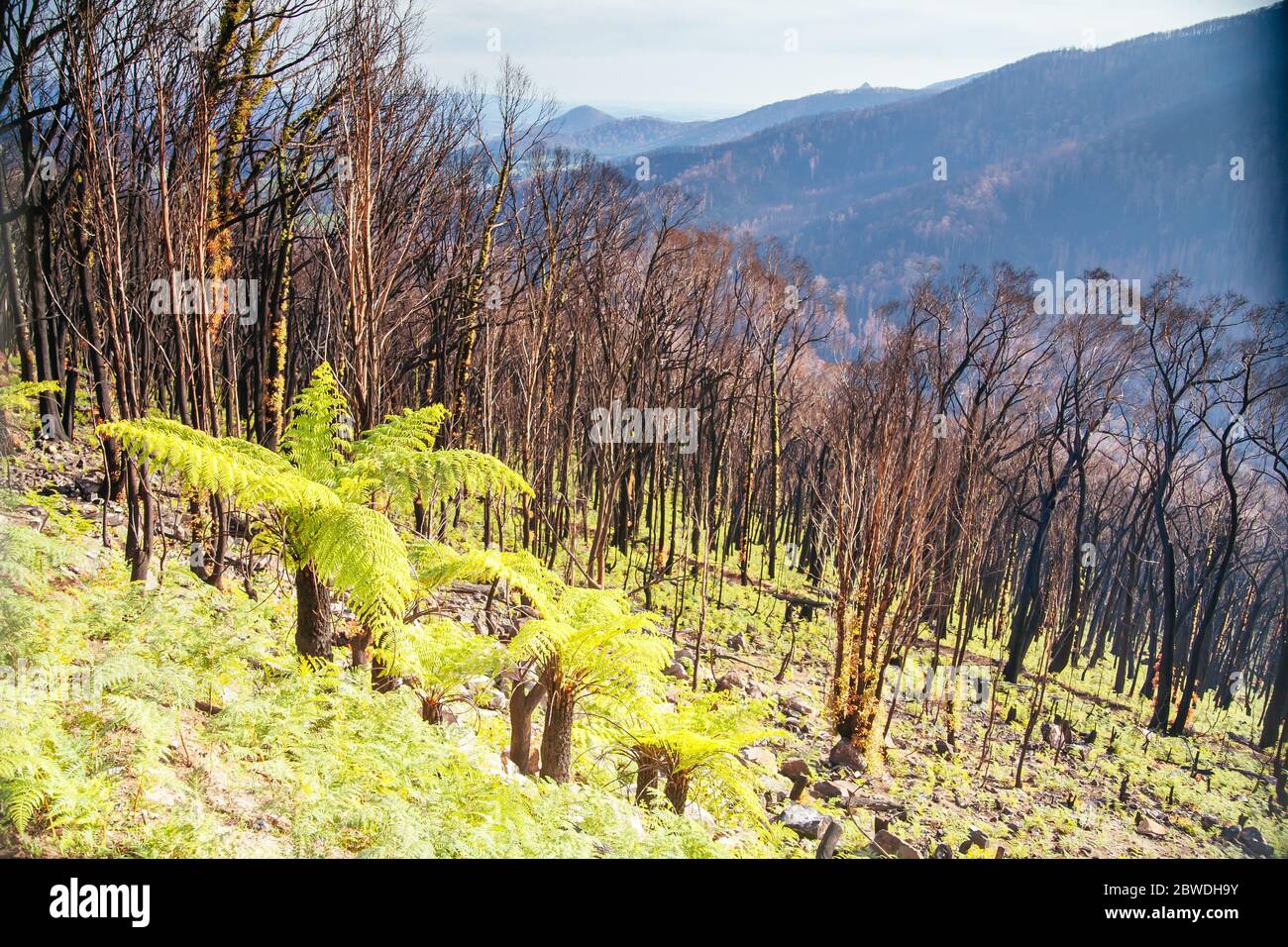 Lake Mountain après les feux du samedi noir en Australie Banque D'Images