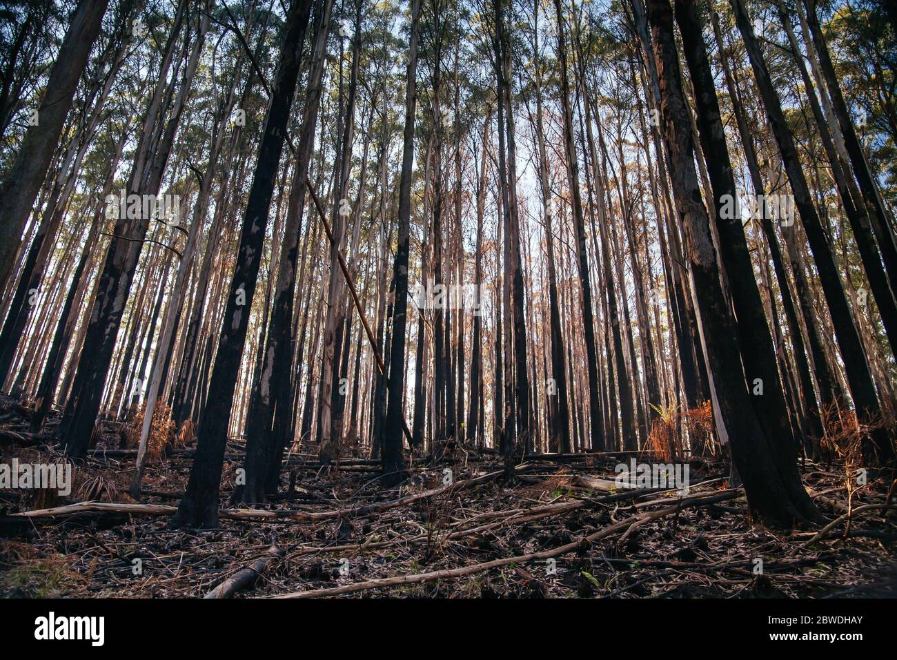 Lake Mountain après les feux du samedi noir en Australie Banque D'Images