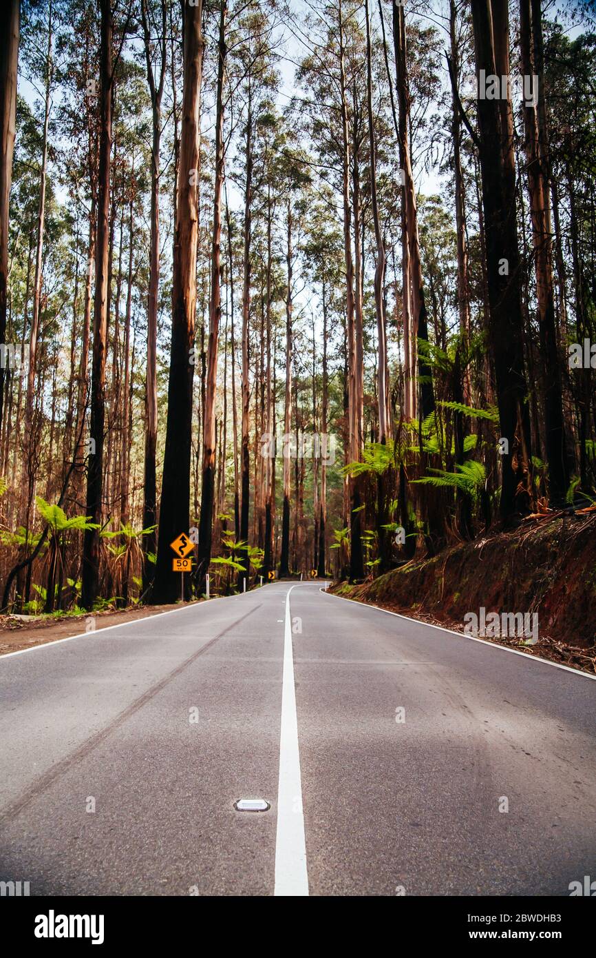 L'épi noir après les feux du samedi noir en Australie Banque D'Images