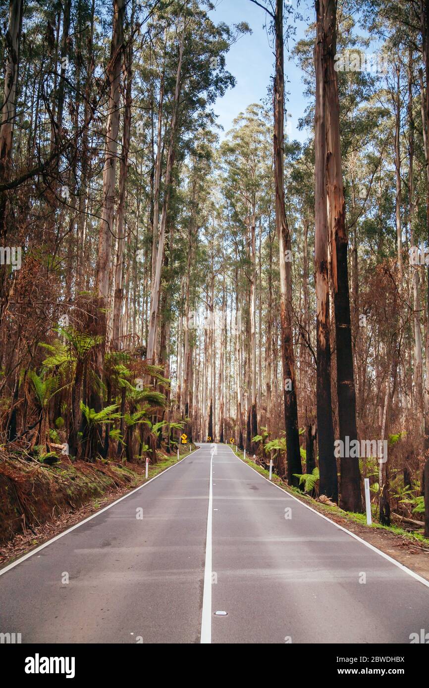 L'épi noir après les feux du samedi noir en Australie Banque D'Images
