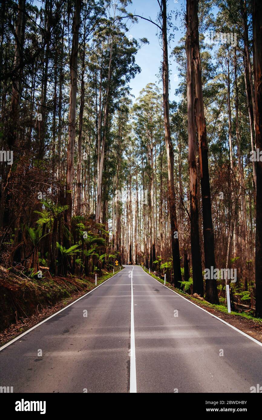 L'épi noir après les feux du samedi noir en Australie Banque D'Images