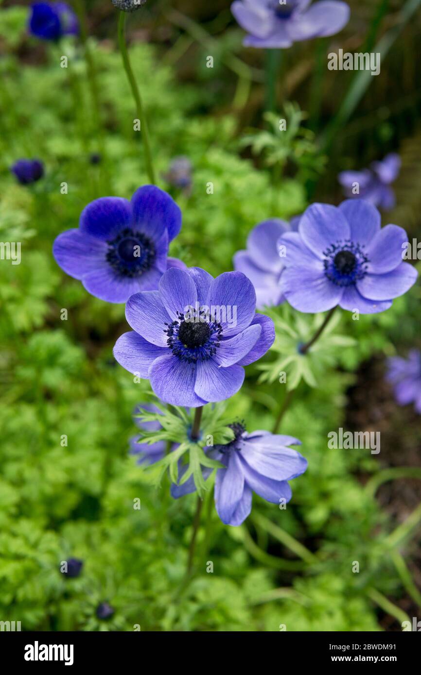 Fleurs d'anémone bleu violet, coquelicot bleu anémone coronaria. Jolie  anémone vivace fleurs dans le jardin au printemps Photo Stock - Alamy