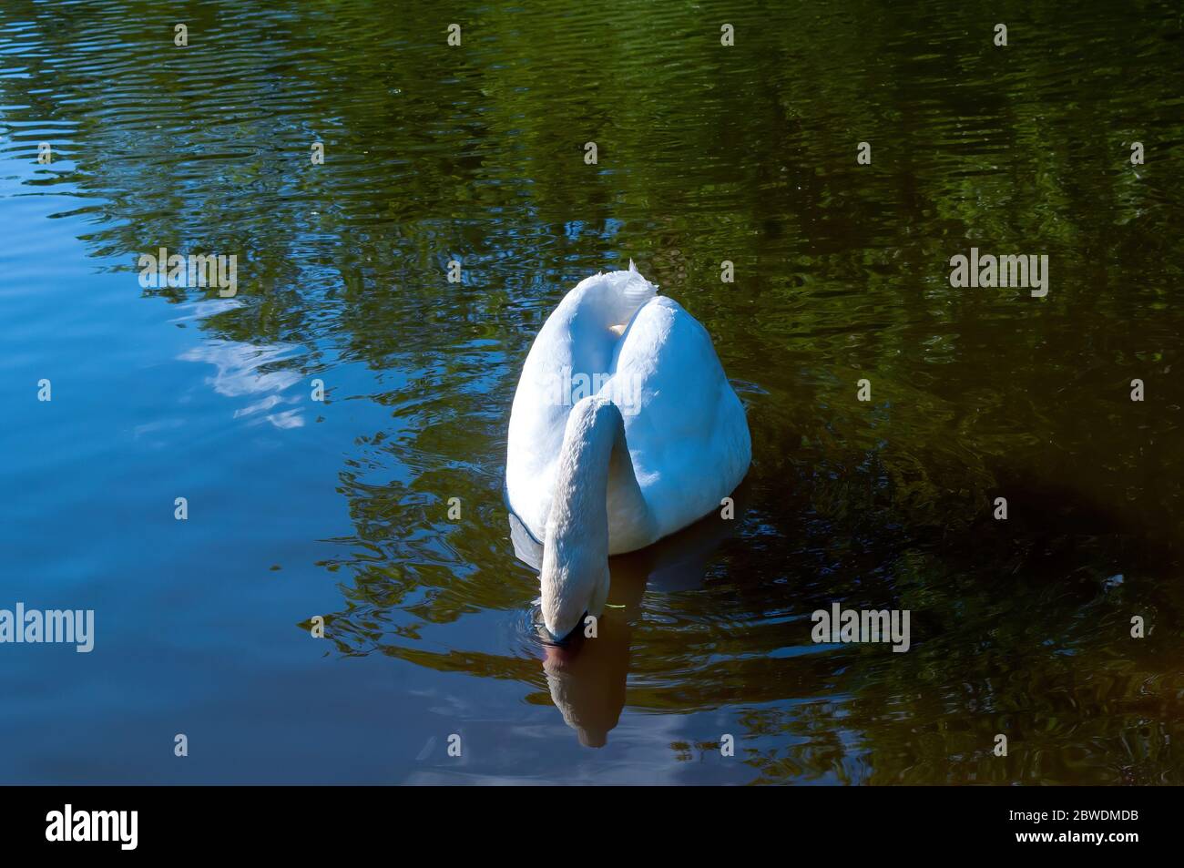 le cygne blanc nage dans le lac. magnifique oiseau d'eau. photo de stock Banque D'Images