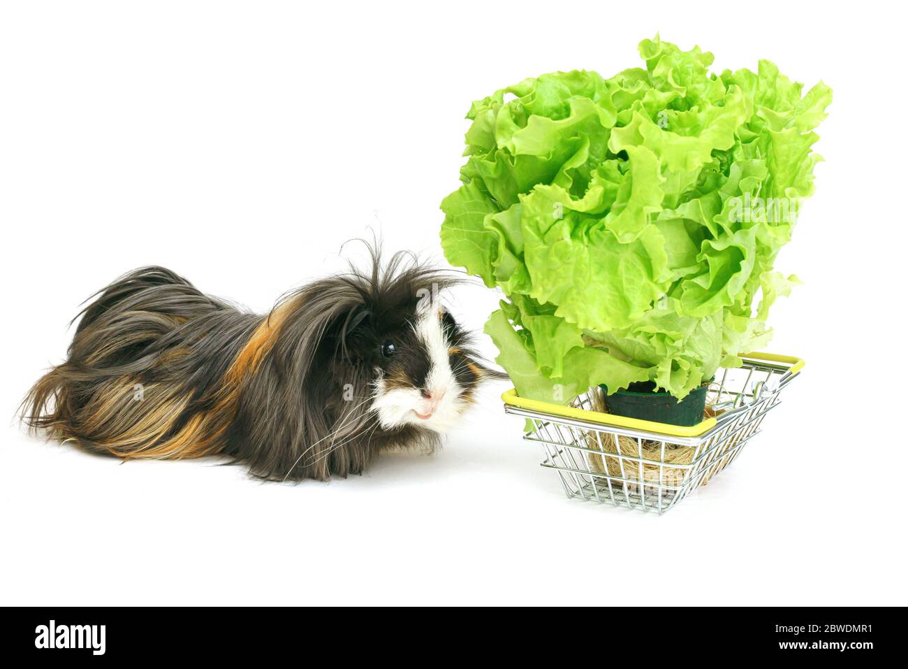 Un cochon d'inde shaggy drôle mange dans un panier rempli de légumes verts achetés sur un fond blanc. Animaux, soins, nourriture, achat d'animaux Banque D'Images