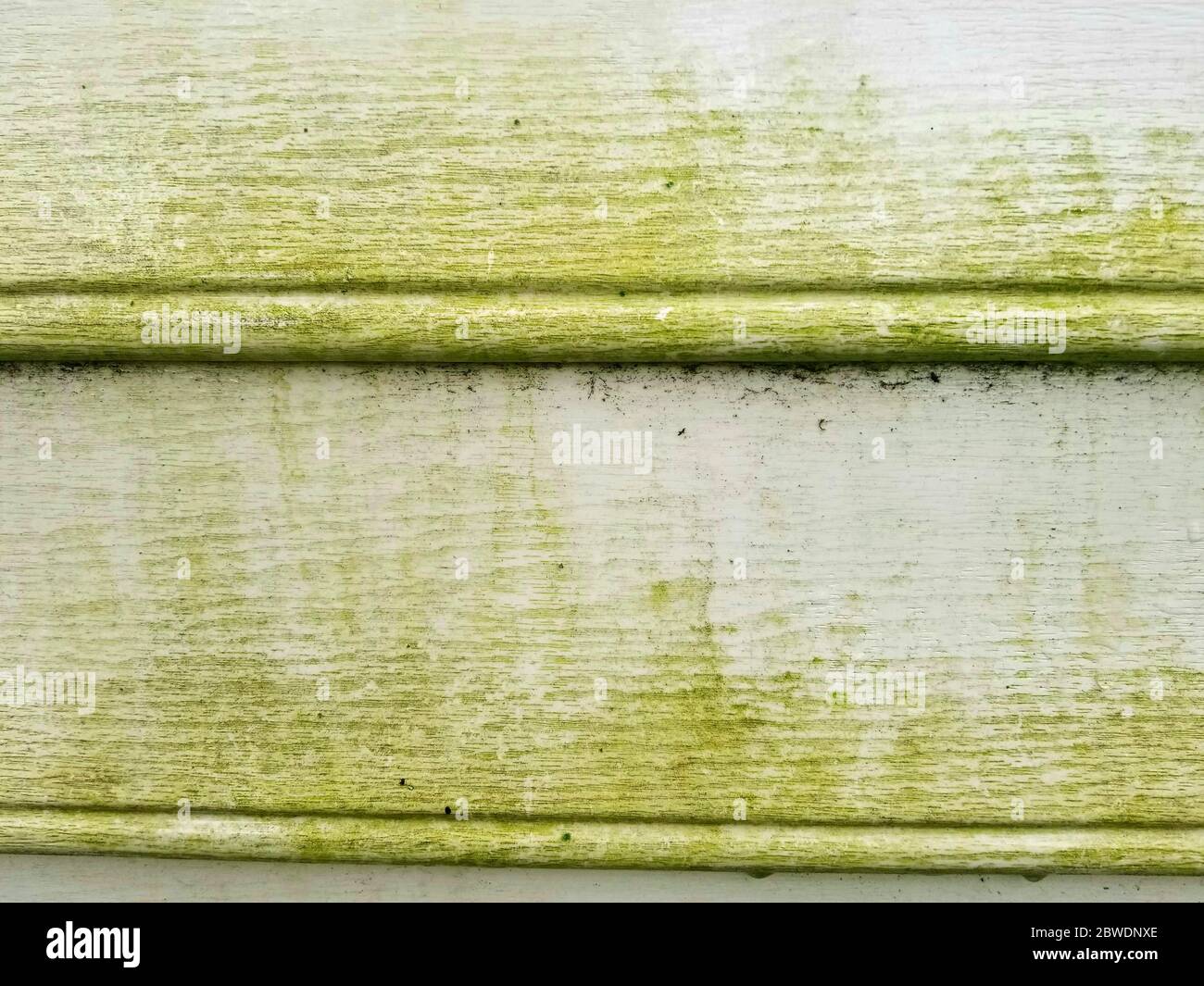 Moule vert sur parement en vinyle développé après la pluie Banque D'Images